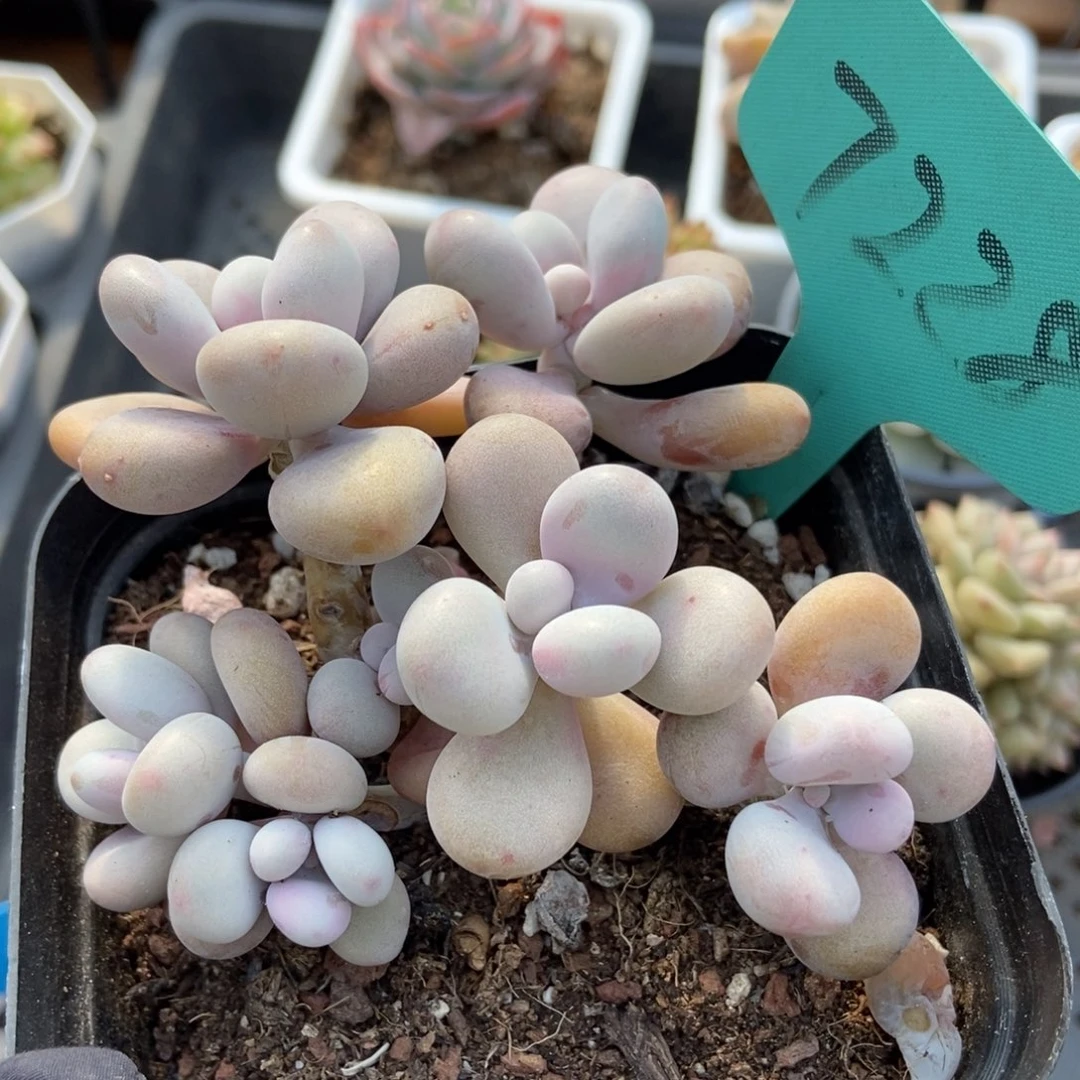 7228桃蛋多肉植物