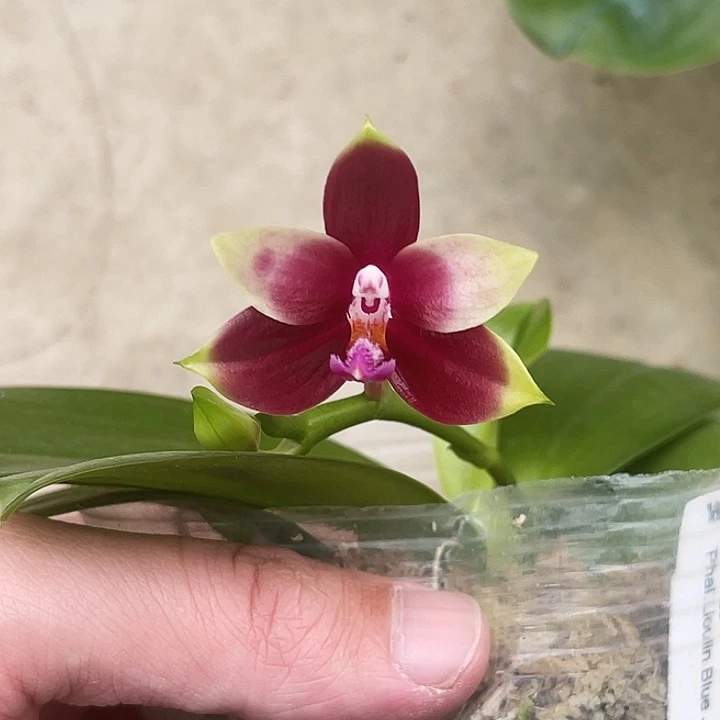 大部分花苞少量开放