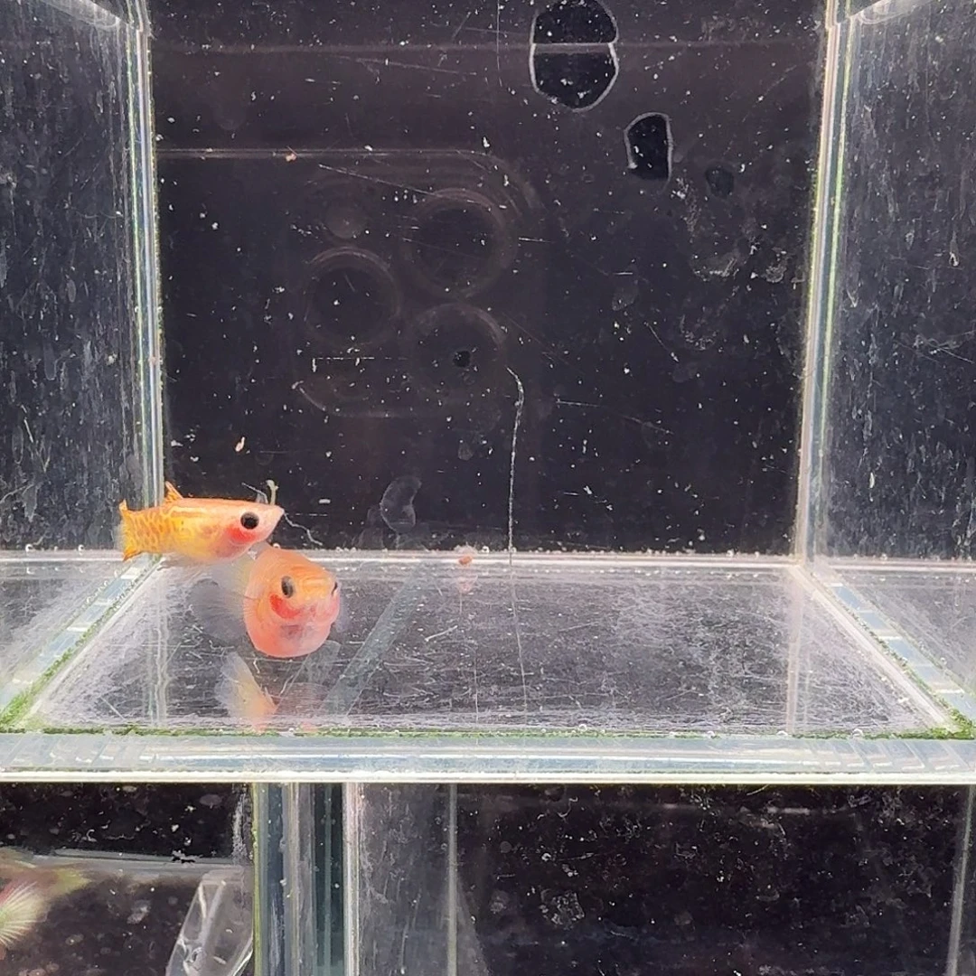 孔雀鱼黄金蕾丝玻璃猫1对