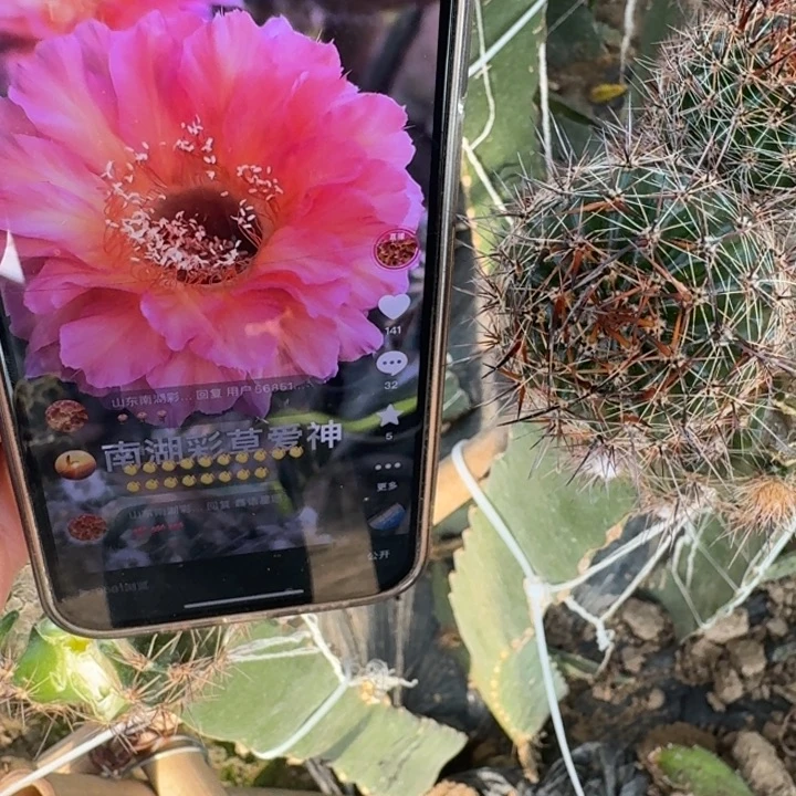 254彩草爱神歪无根侧牙4公分左右