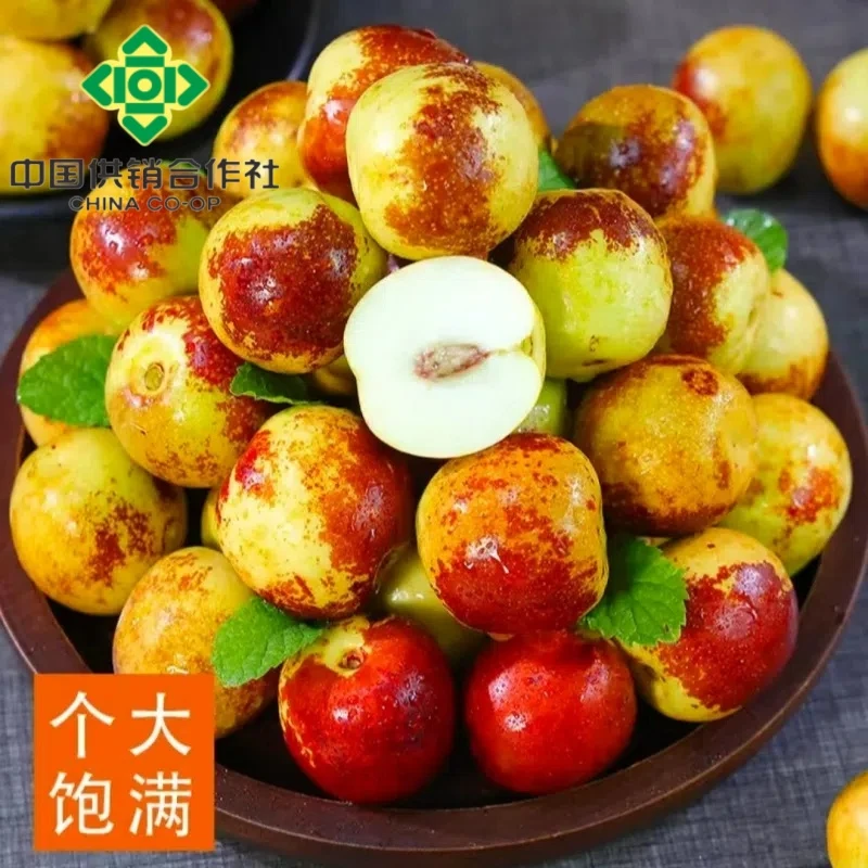 【正宗大荔】产地直发冬枣产地现摘冬枣脆甜爽口皮薄肉厚新鲜水果