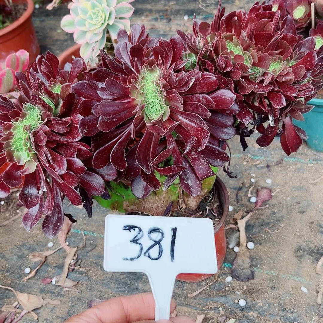 多肉植物欧子缀花