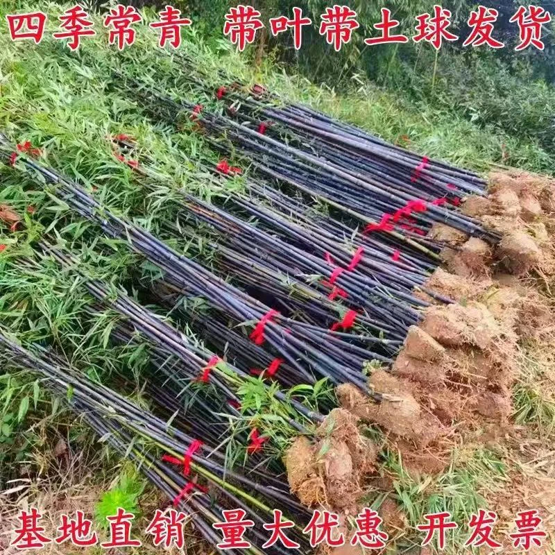 耐寒竹子苗庭院四季青竹苗紫竹苗盆栽篱笆竹苗地栽绿化苗别墅围墙