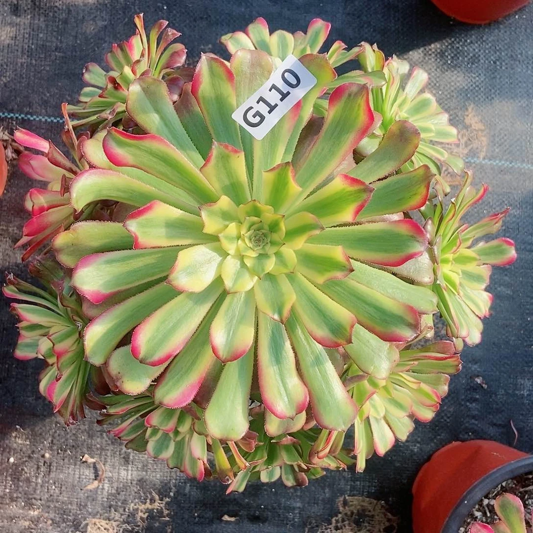 红陶！***惜110舞天姬5多肉