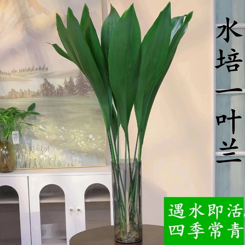 水培一叶兰绿植室内盆栽四季常青客厅网红水培植物好养活懒人黄金