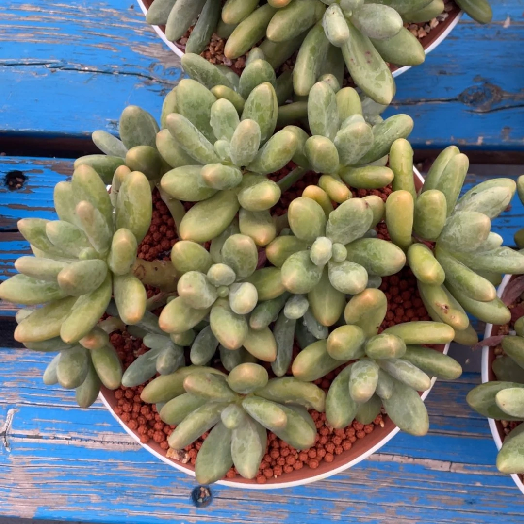 糖果美人无砍无摘