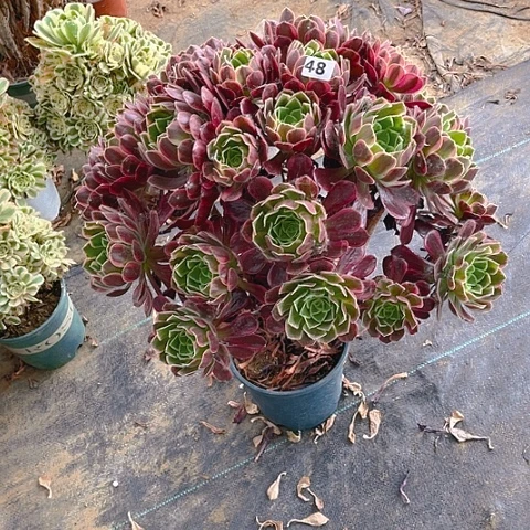 无花朵乳****饰大法师法师48