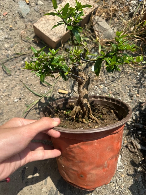 精品石榴树-当年结果室内室外易成活造型美观花