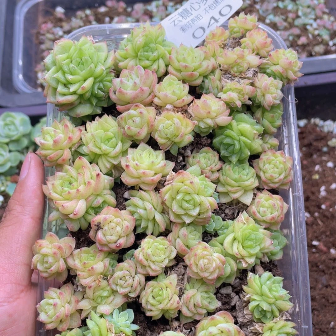 云糖心多肉植物40