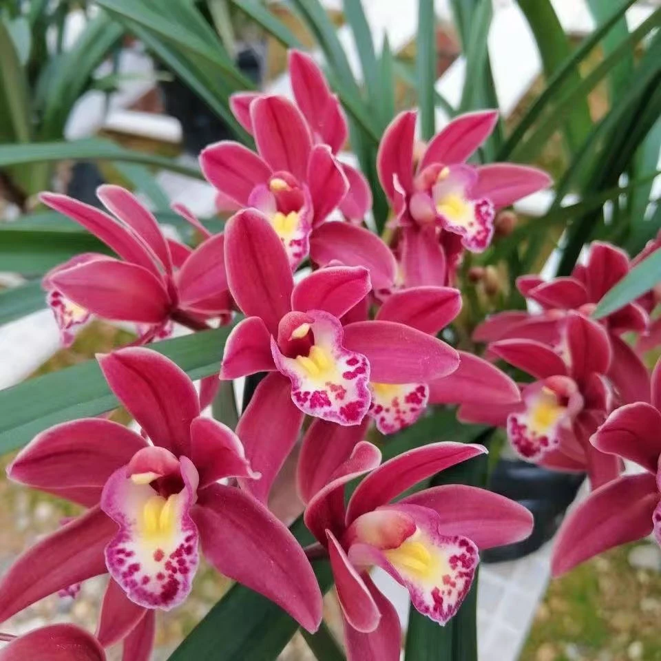 兰花-国兰名品【红双喜带5-8支花剑】兰花绿植室内外浓香花期长好养