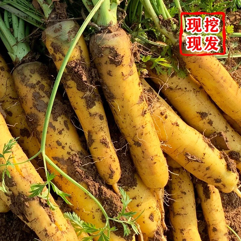湖北天门土特产老品种手指非转基因煲汤新鲜缨子黄胡萝卜现挖现发