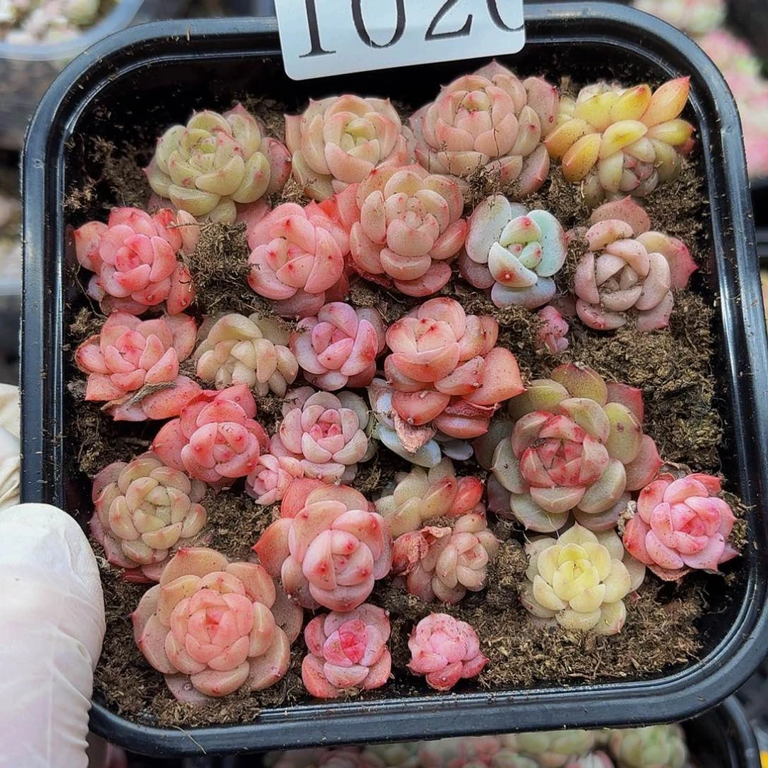 多肉植物多肉植物1020