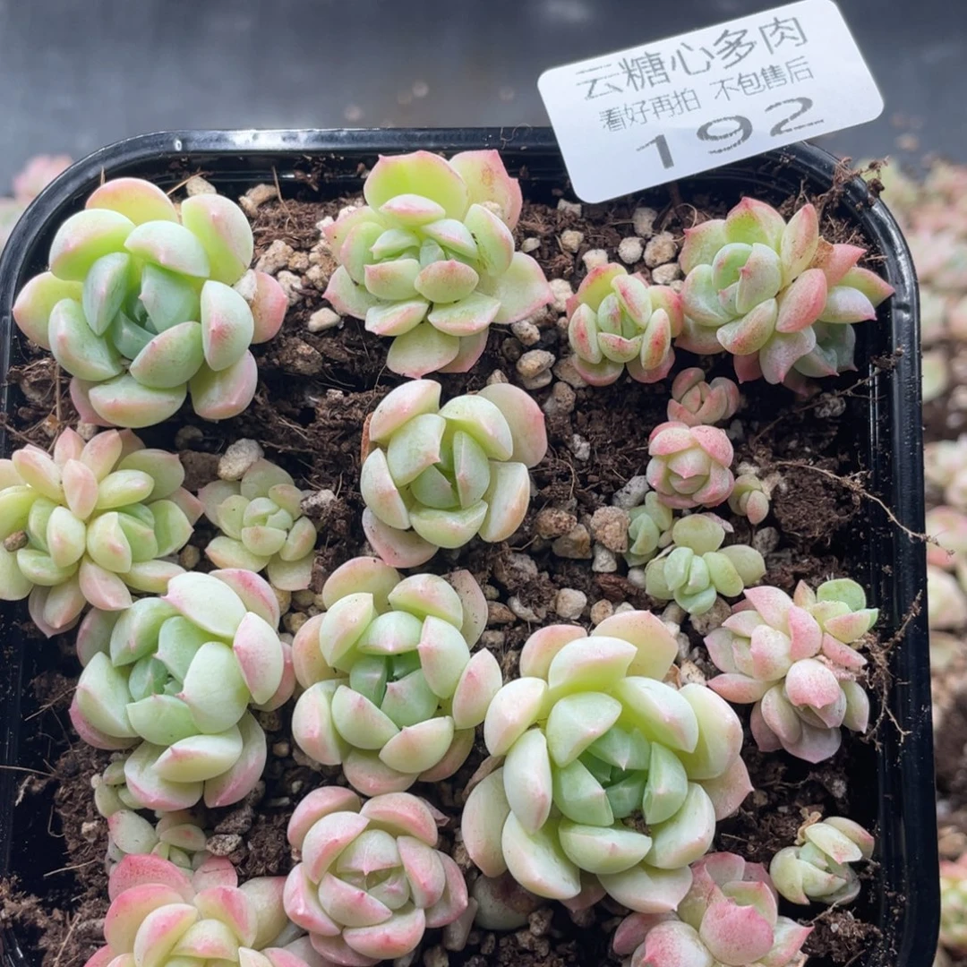 云糖心多肉植物192