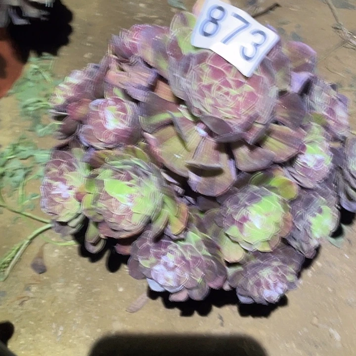 多肉植物法师873花月夜