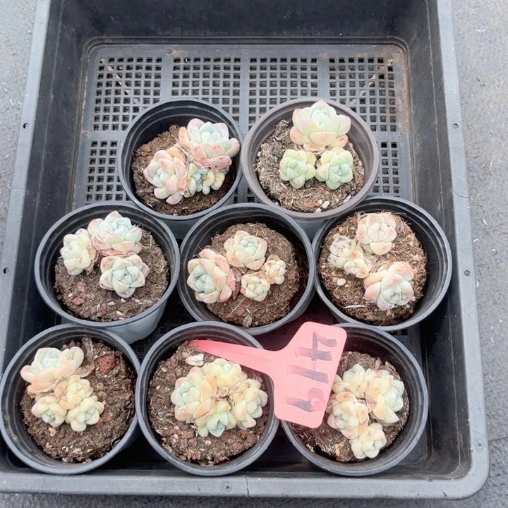 晨语多肉一1物一拍419