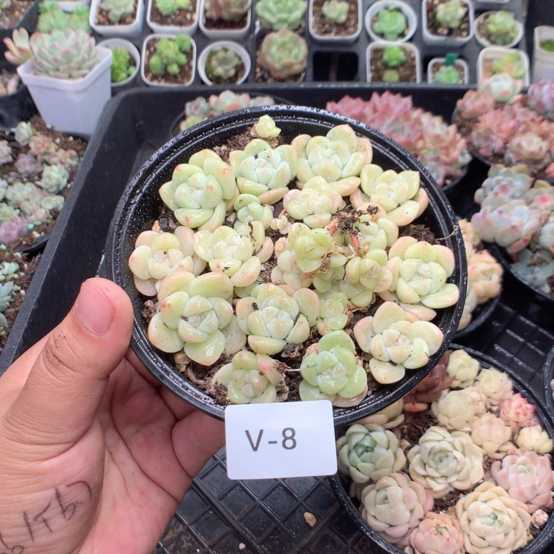 无花朵V8白体冰玉