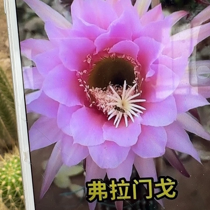 佛拉门戈带根高13公分毛花柱