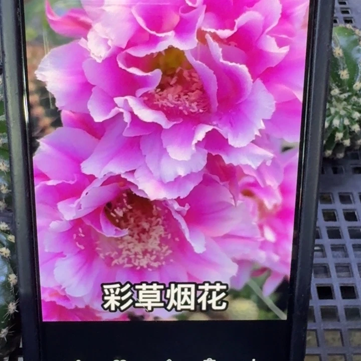 237彩草烟花歪4公分左右无根侧牙，20包邮