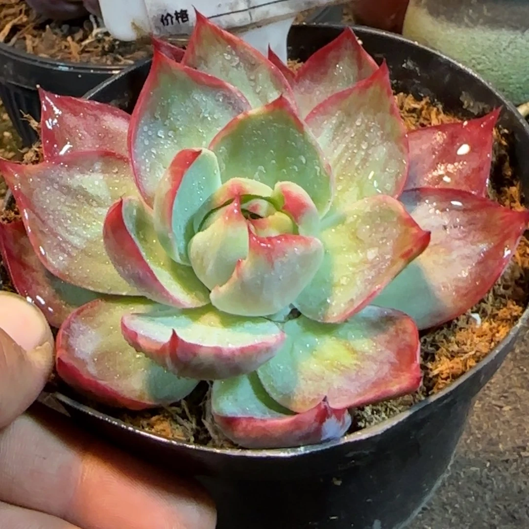 惊鸿一物一拍包装收缩花旱931