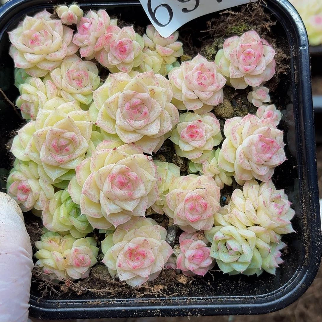 多肉植物多肉植物697