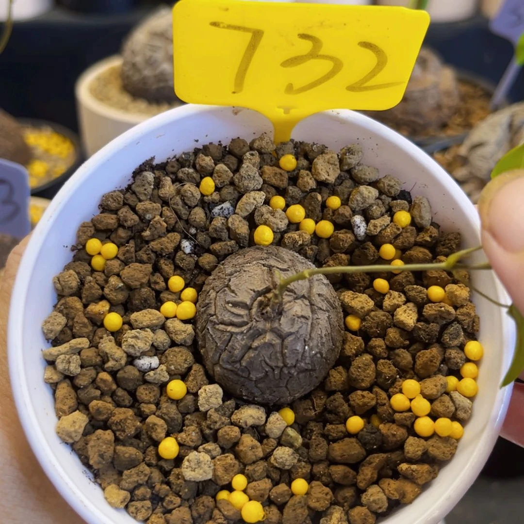 732龟甲龙3.3cm775899