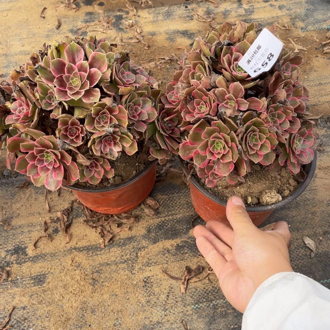 658，659 法师多肉断枝不包