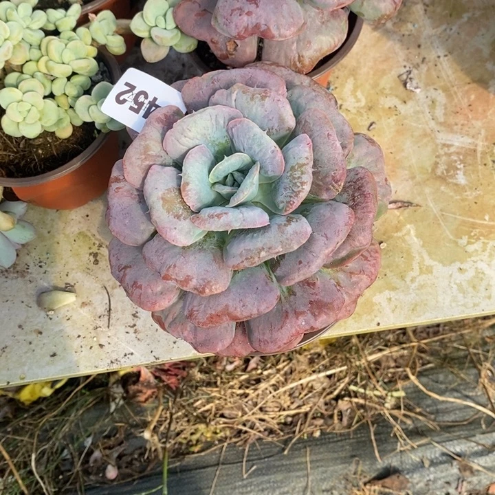 肉***女452心之月多肉植物