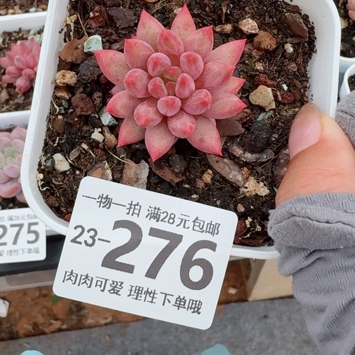 金鱼姬多肉无盆土发货无