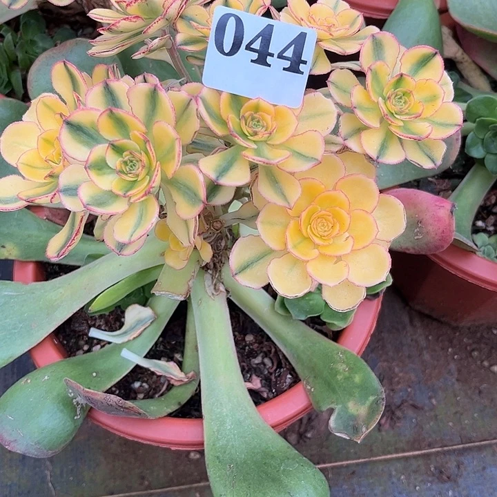 太阳神多肉植物044