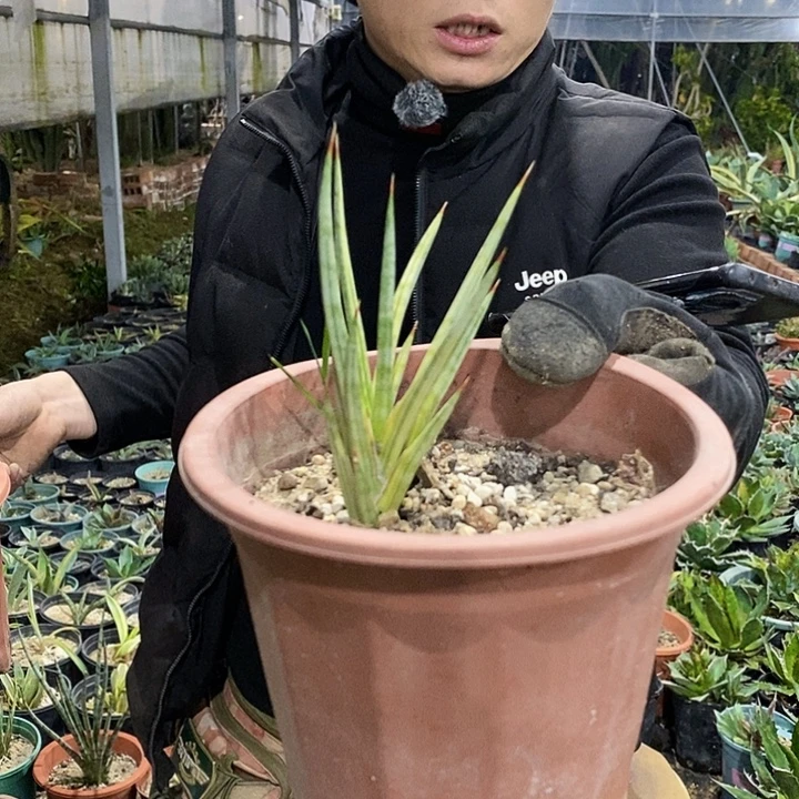 狐狸尾巴锦小侧牙