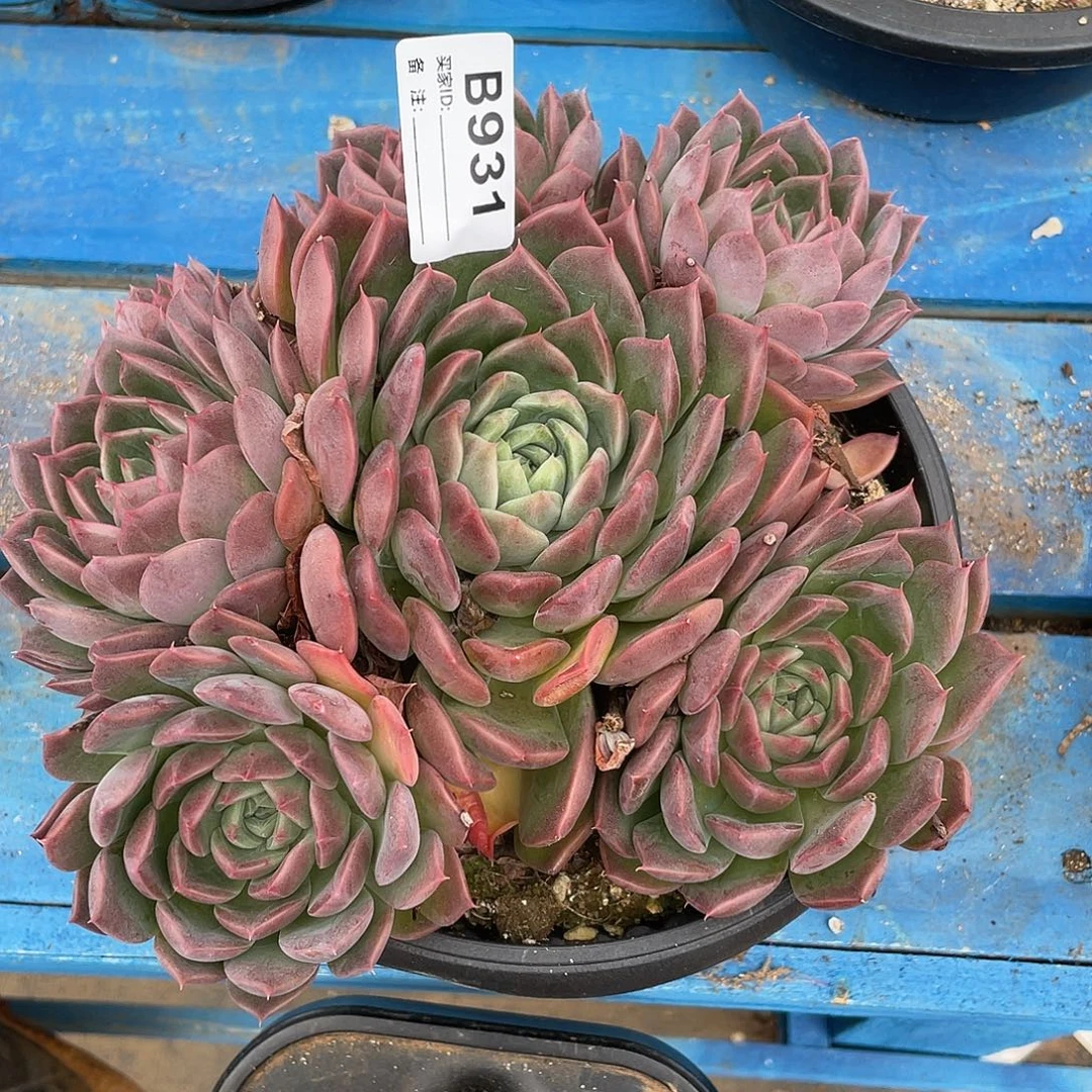 若如东云单拍B931