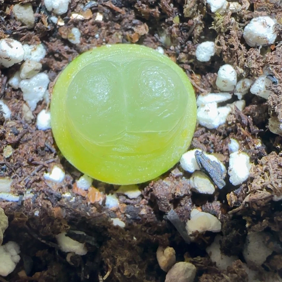 肉锥多肉植物百科-sh1200拉登（1.65）1360