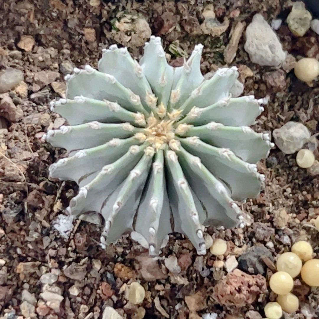 薄叶花笼实生仙人球