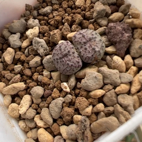 219 好看的多肉冲冲冲