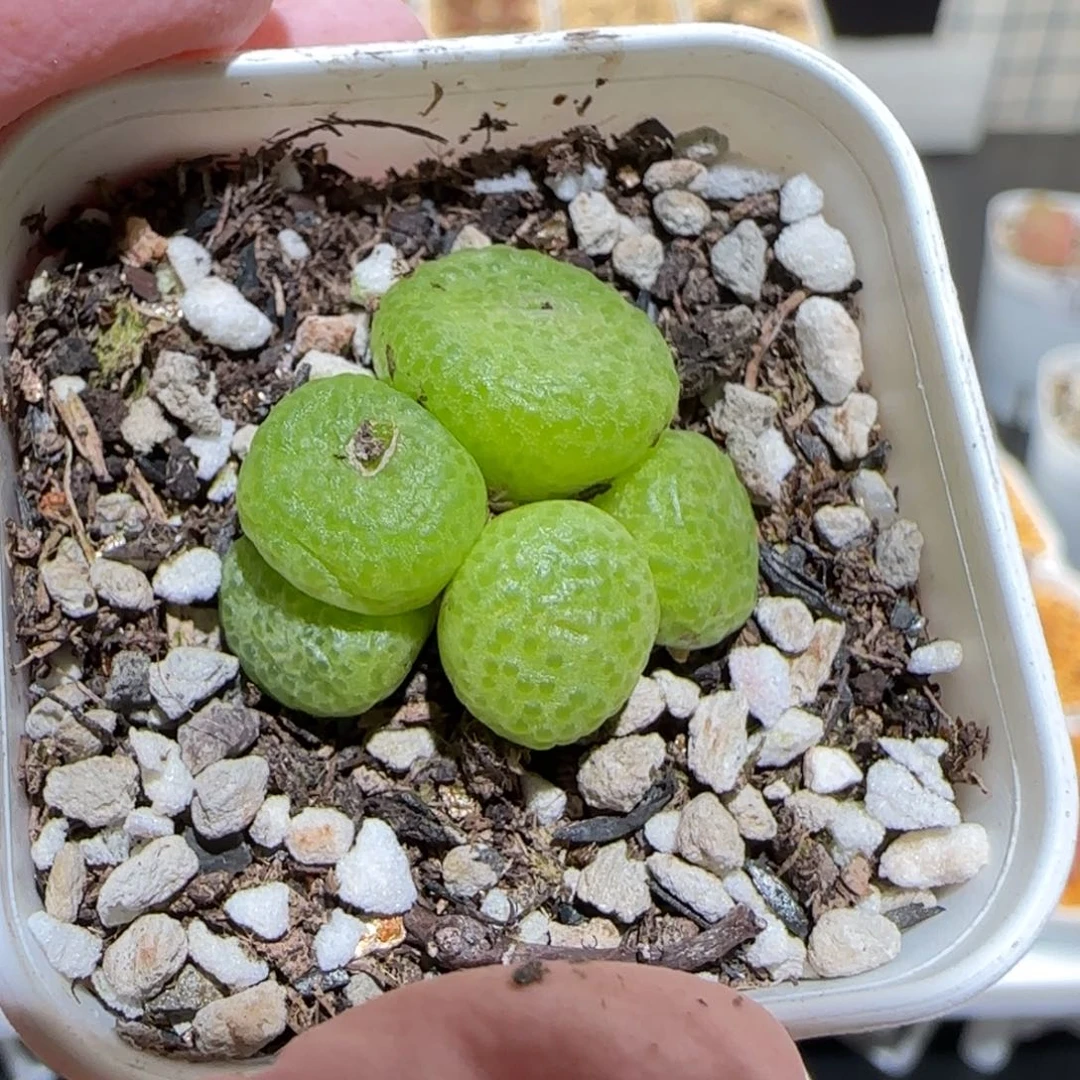 肉锥多肉植物百科-青团34