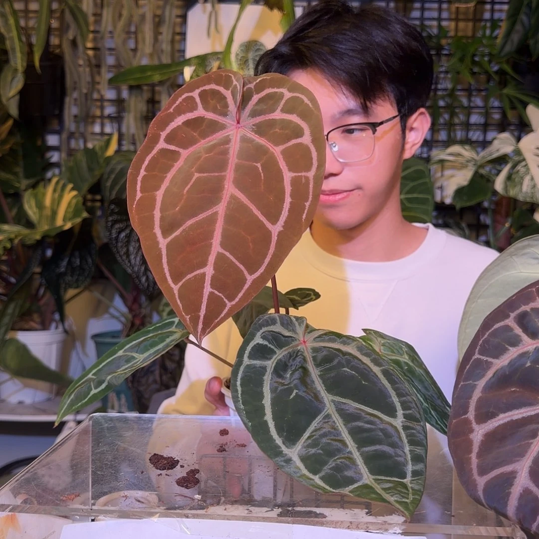 完全开放F759红水晶