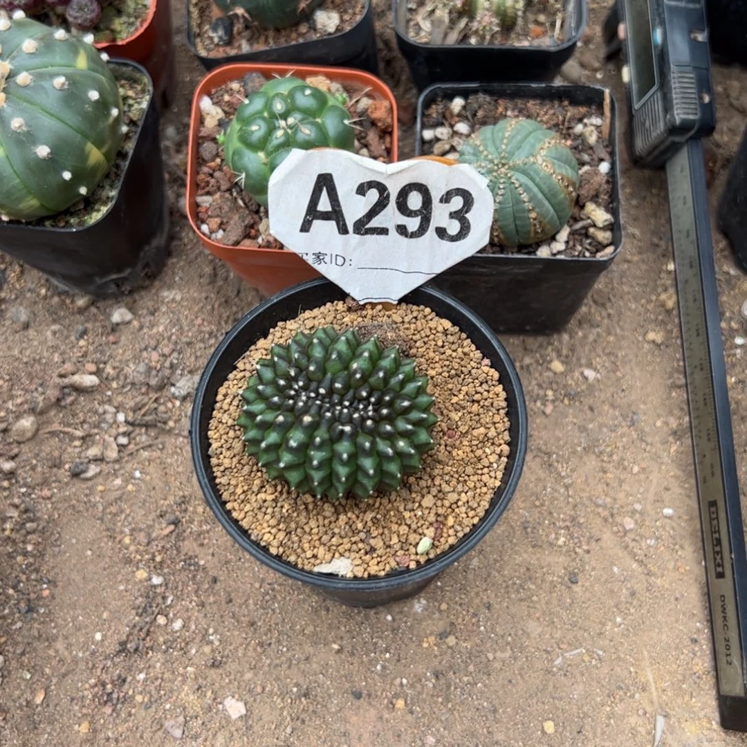 l***z333333333333333333