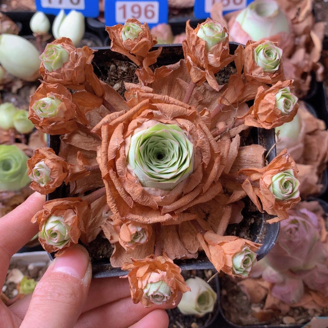 一物一拍星辰油画216