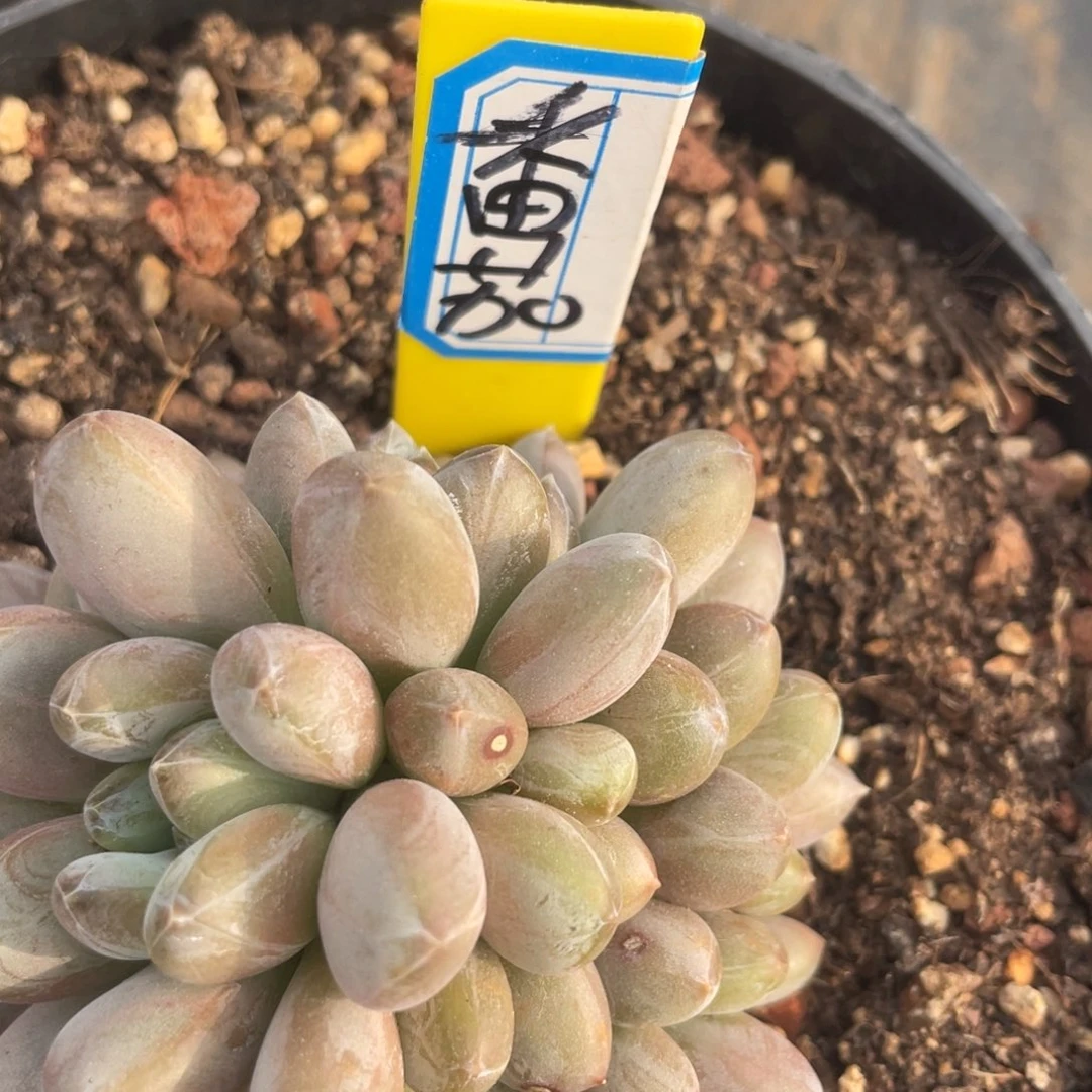 番**?姐姐我是我一位