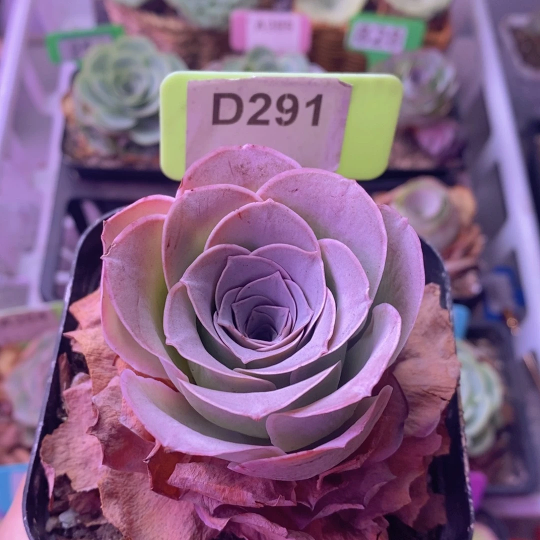 山地玫瑰单颗D291 裸根发