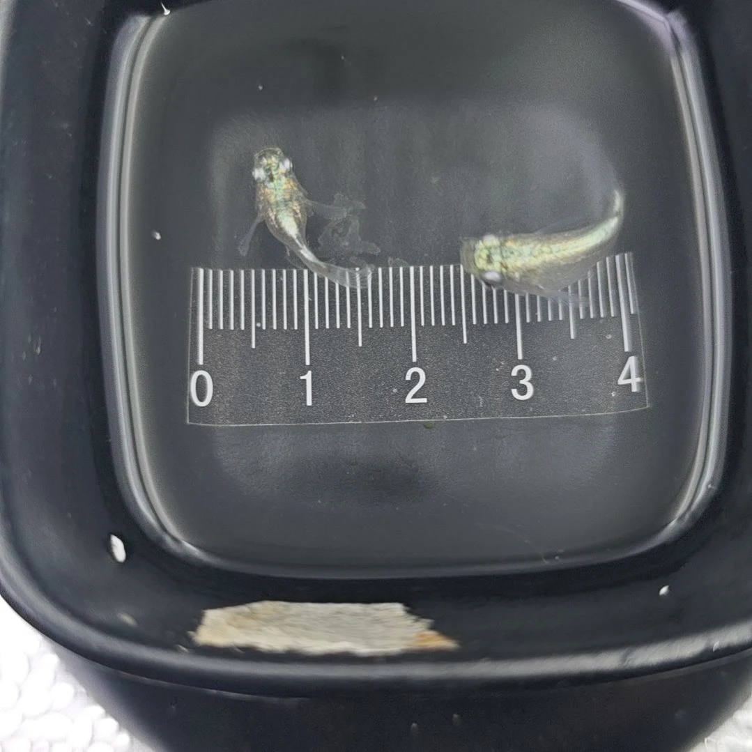 青鳉鱼观背青鳉海王星球一对26号