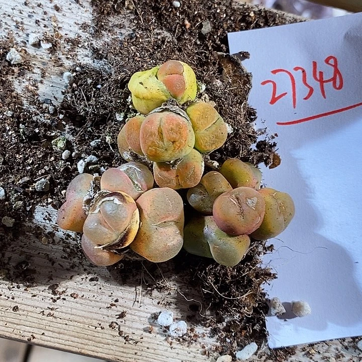 27348。  一组。