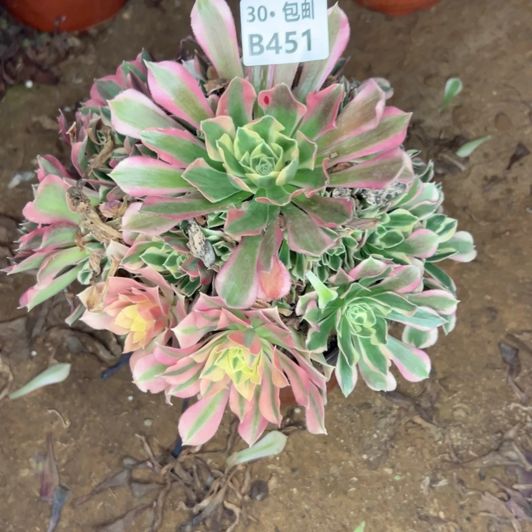 451 多肉不包侧枝