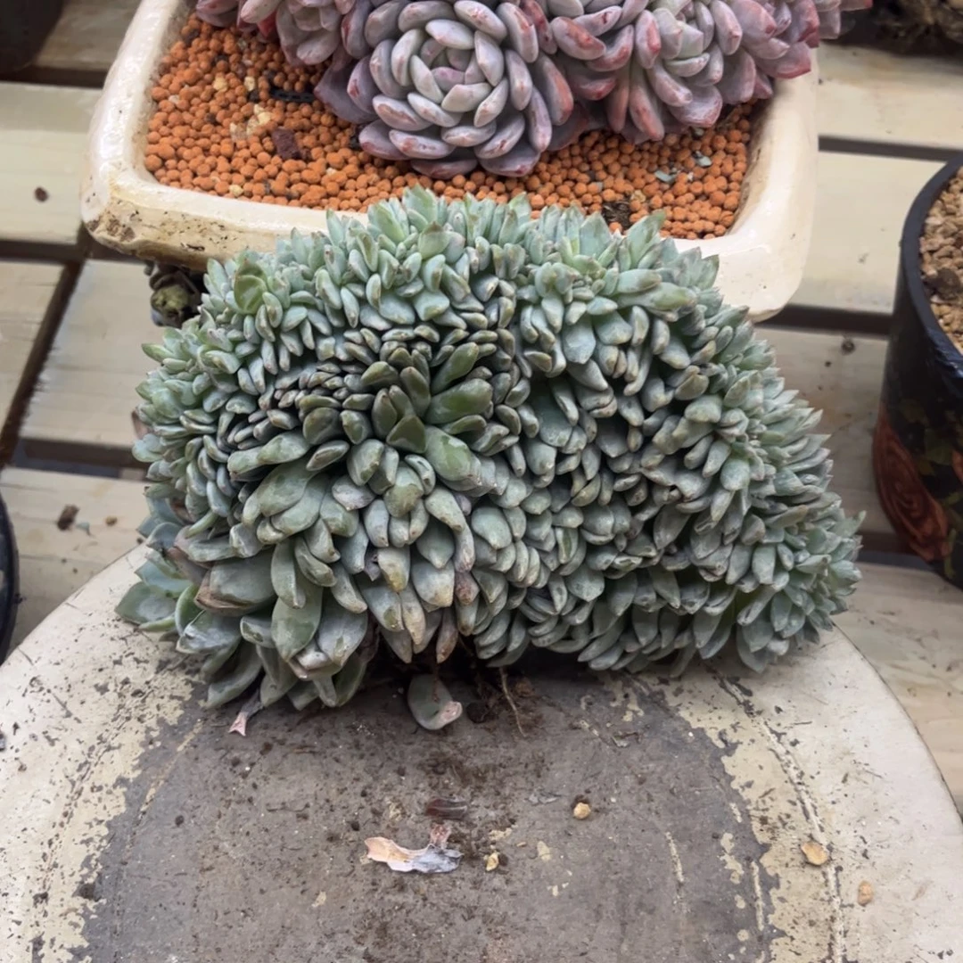 多肉植物多肉植物
