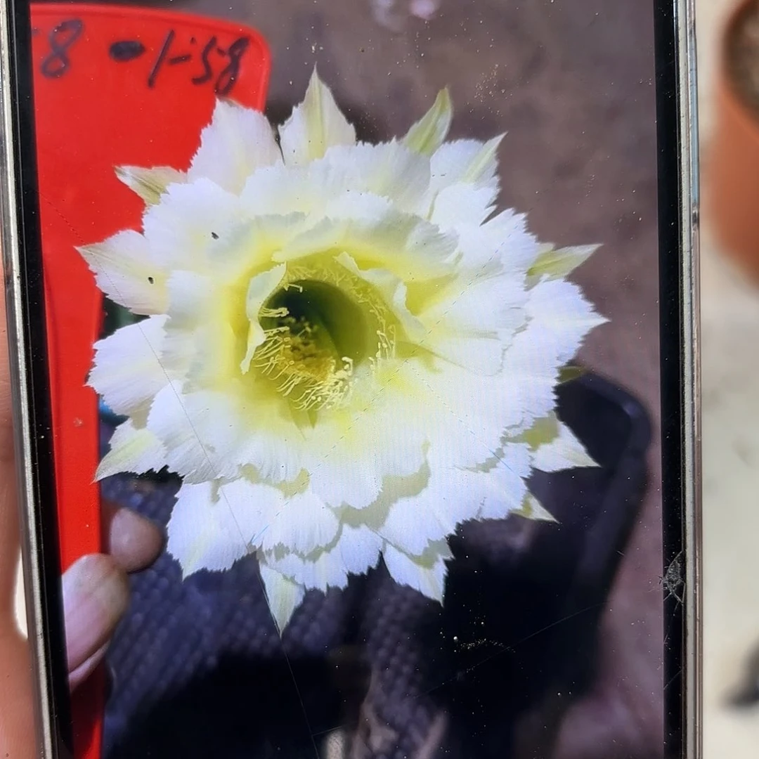 彩草1-58号7-7.5公分左右