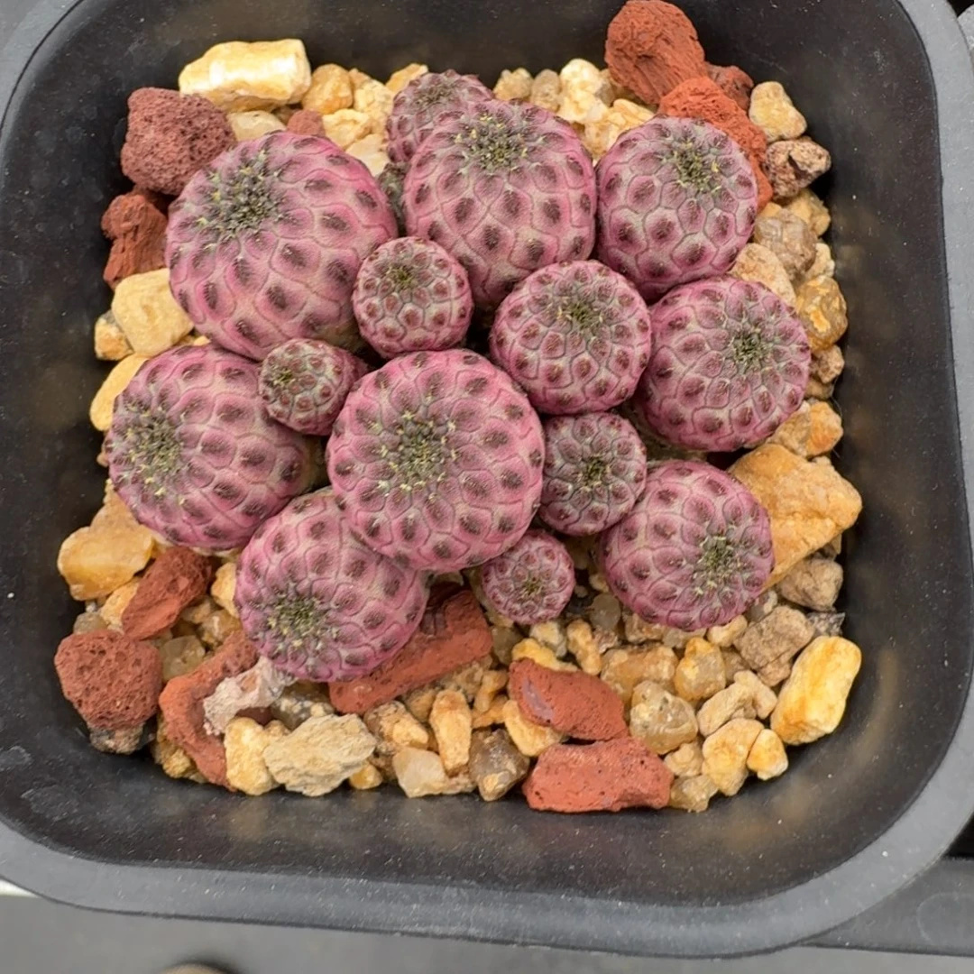 阳***家花花花花花花花花
