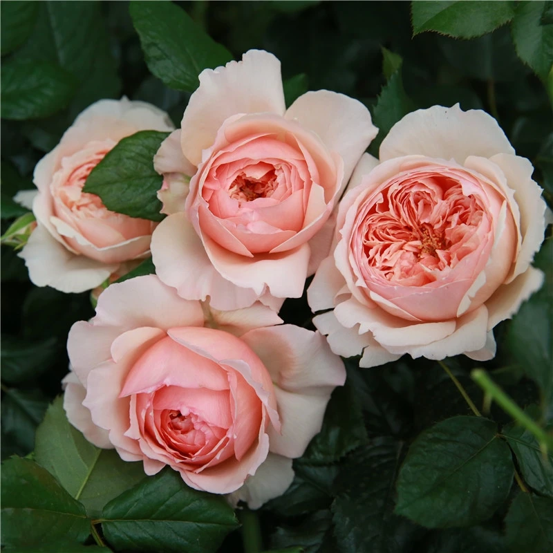 【真宙中苗】大花浓香四季