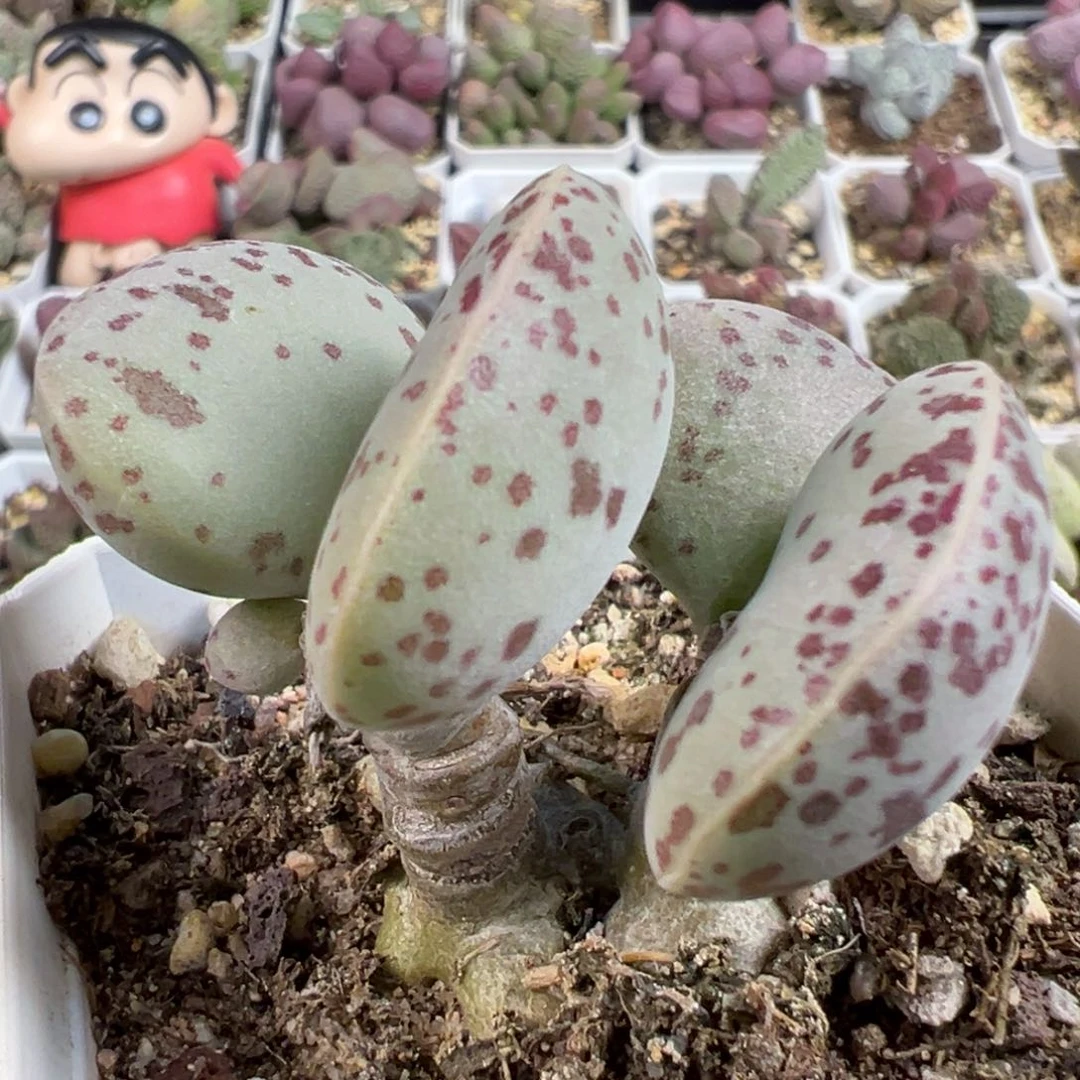 无花朵花蛋多头纯木质桩多肉植物