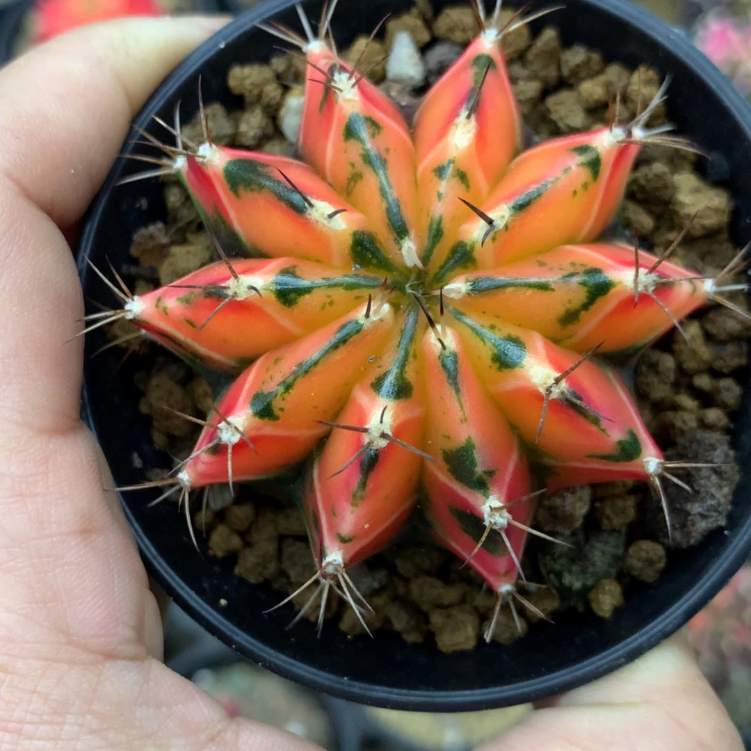 仙人球米哈牡丹锦