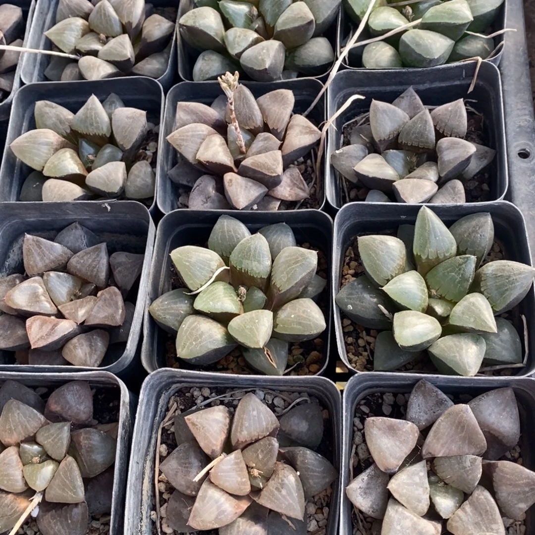 2503 一颗大日月潭 圣诞福利